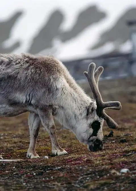 驯鹿,驯鹿属,斯瓦尔巴特群岛,挪威_高清图片_全景视觉