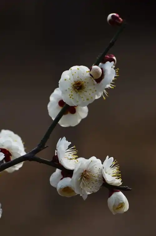 白色梅花查看大图曝光:1/640 sec光圈:f8快门:1/640 seciso:200曝光