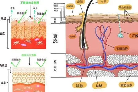 【图】人体中的皮脂膜是什么 它对我们的身体有哪些作用