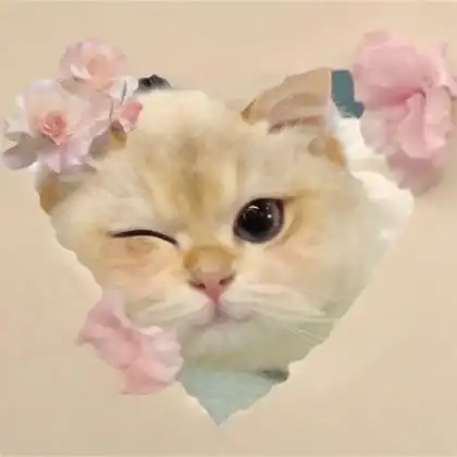 猫的照片可爱头像