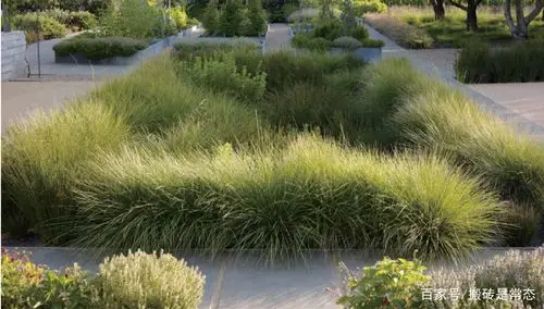 雨水花园植物要具备耐旱,耐贫瘠,耐涝的属性,并以多种植被种类搭配