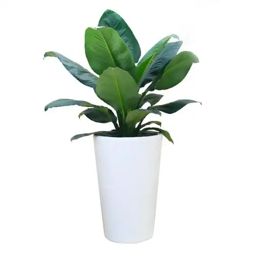 绿巨人阔叶室内客厅大中型盆栽绿植植喜净化空气四季大型绿植