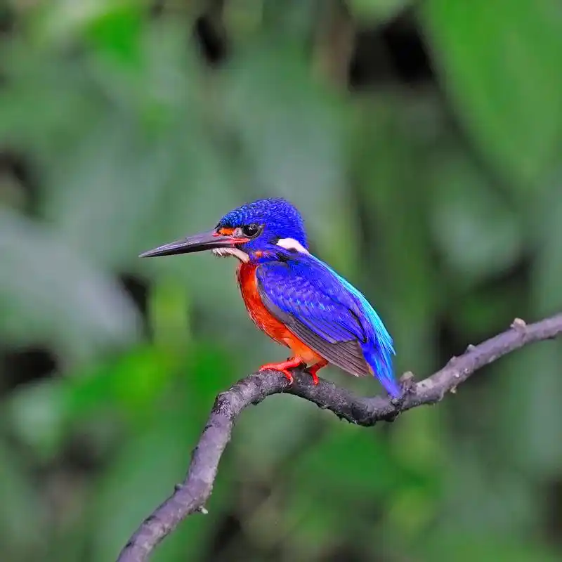 雄性蓝耳翠鸟,多彩的翠鸟,男性发蓝耳翠鸟 (alcedo meninting) 在树枝