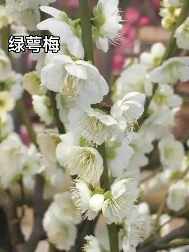 梅花品种大赏,看看你的梅花是什么品#红梅 #盆景 #禅意生活 - 抖音