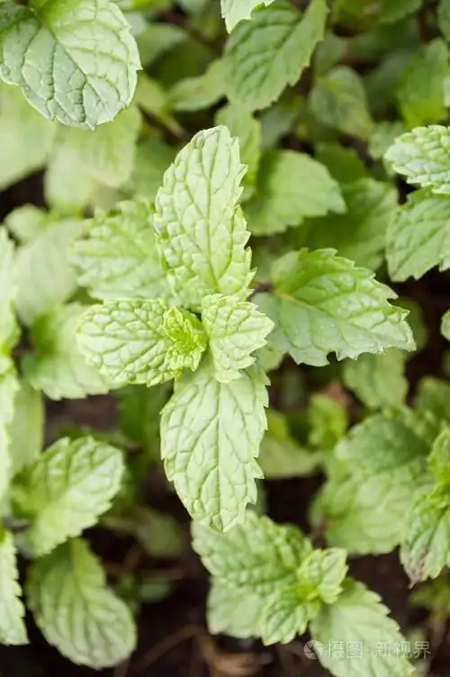 薄荷树