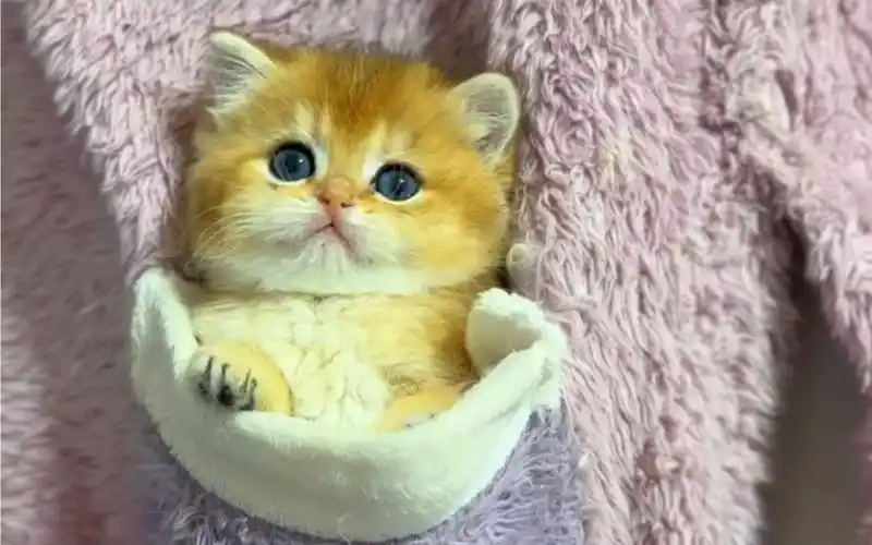 这么可爱又爱撒娇的小猫咪,你不会还没有吧05