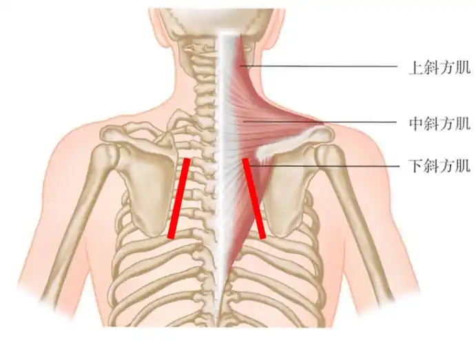 斜方肌太发达,小仙女变大兄弟?别慌,脱水干货系列来了