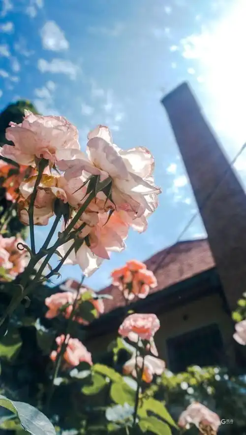 樱花|浮光|张文博|小红书_网易订阅