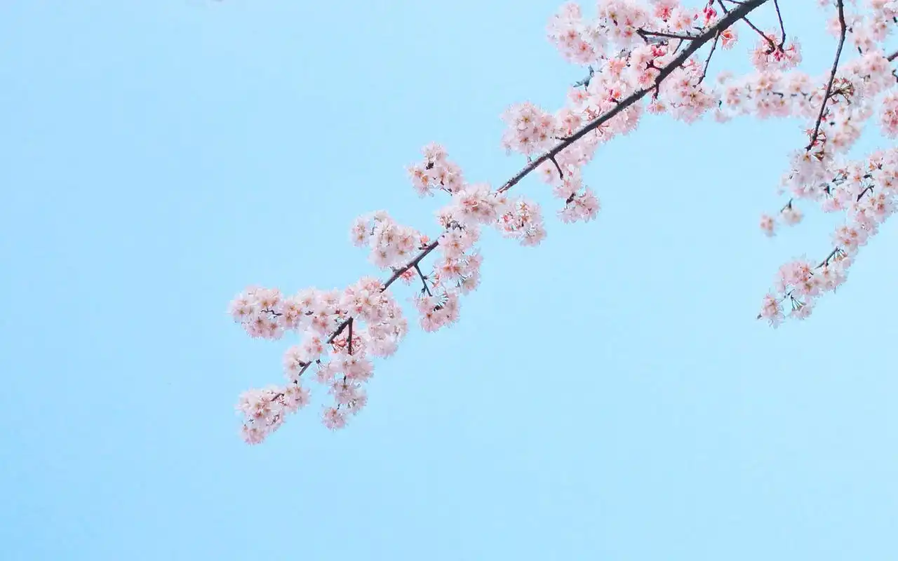 桃花微距摄影小清新唯美图片桌面壁纸