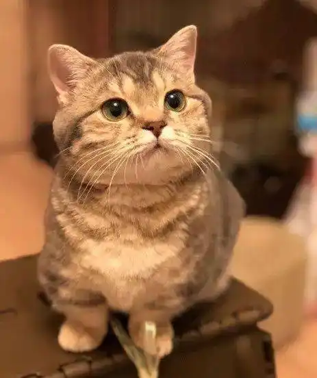 这只小短腿每次跟主人要吃的时,都用这动作,萌死人了.