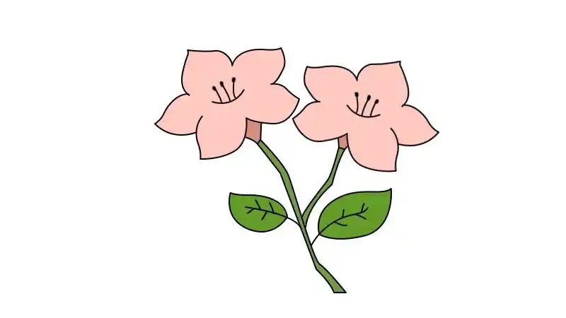 杜鹃花简笔画教程