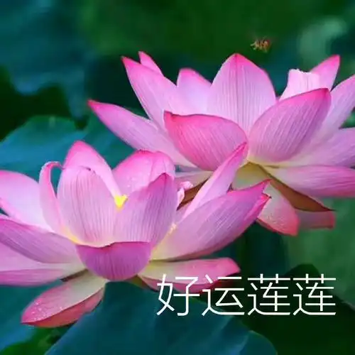 可爱头像  #头像分享  #女生头像  #头像  #好运连连诸事顺利