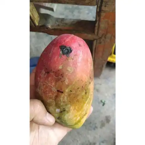 【坏果包赔 新鲜直发】攀枝花凯特芒果新鲜水果时令当季精品一级大果