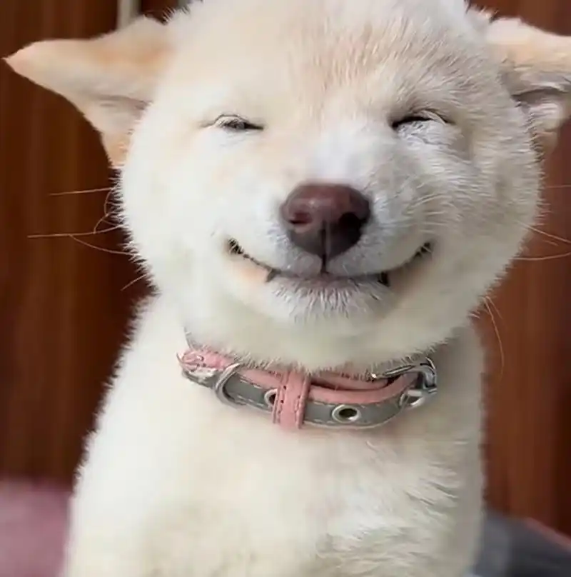 爱笑的狗子,瞧瞧它这小眼神太好玩了