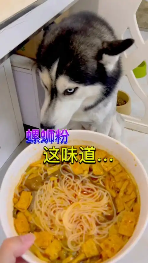 当狗子遇上螺蛳粉,搞笑的画面就出现了