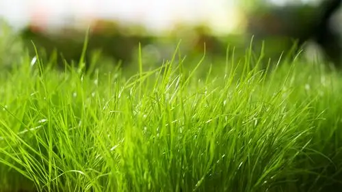 绿色清新的植物护眼桌面壁纸