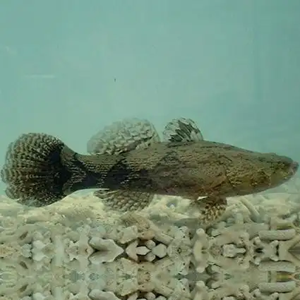 广东江门市笋壳鱼供应