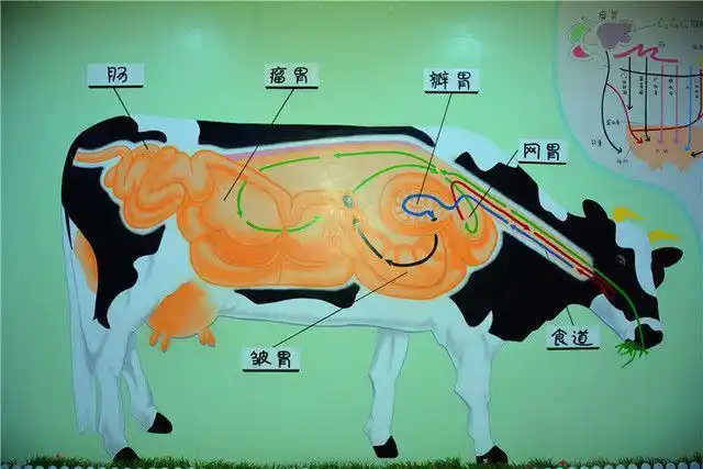 讲解员详细讲解关于牛的科普知识.