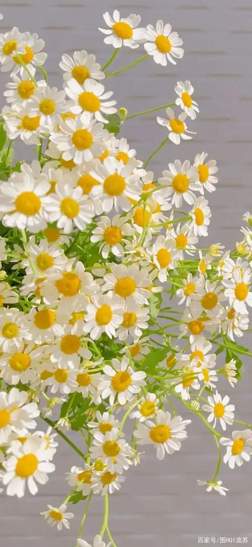 小清新系列手机全屏壁纸