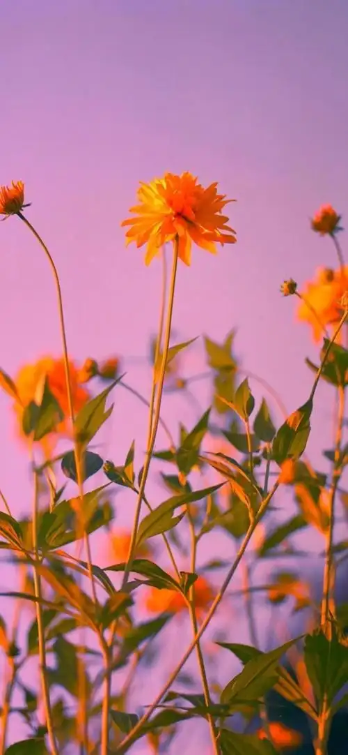 回应给大家分享好看的壁纸我要破一千张图