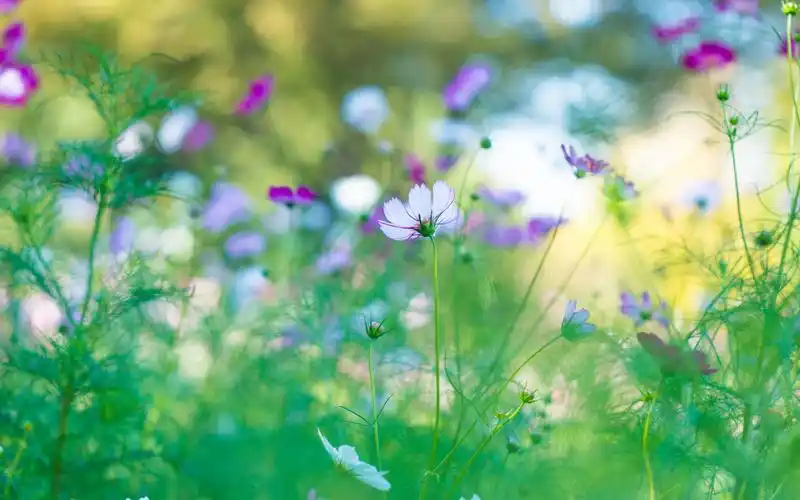 春天的小花小清新唯美高清壁纸