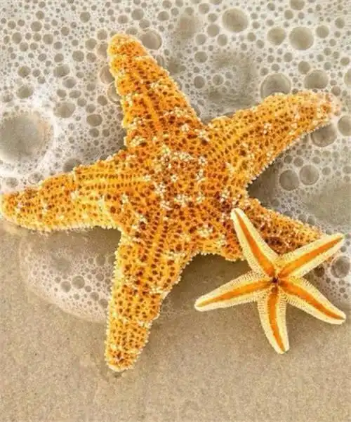 群星海星罐头是什么梗