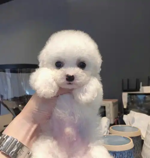 66针后 可去新家09#茶杯比熊  #比熊  #萌宠  #我家宠物好可爱