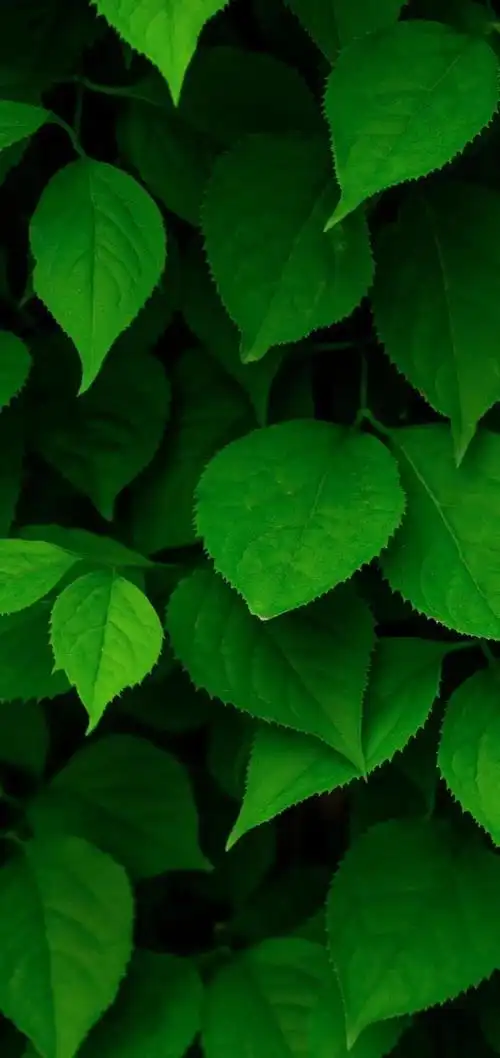 护眼绿色手机壁纸