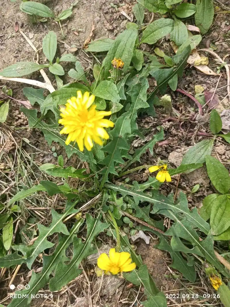 秋天的蒲公英花开很美丽#生活处处是风景 #捕捉身边的花草 # - 抖音
