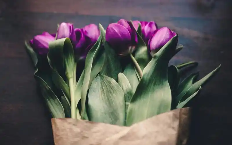 紫色郁金香,高清壁纸图片,鲜花背景-回车桌面