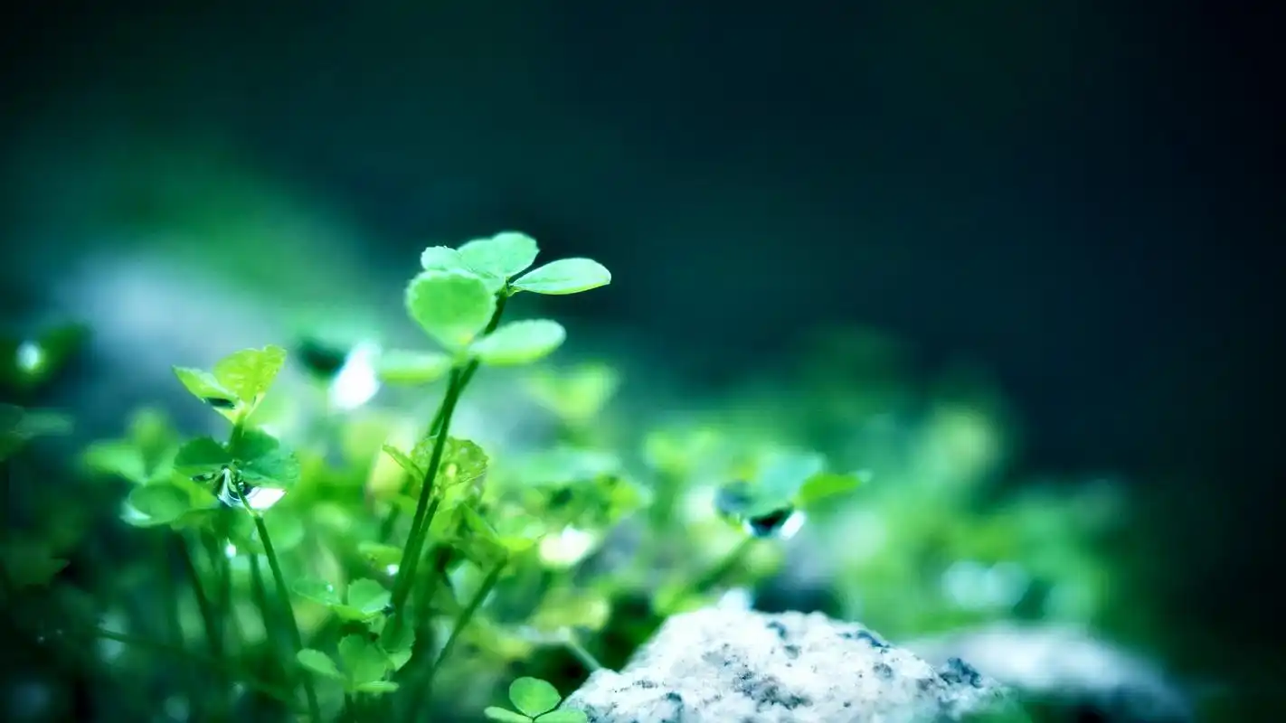 哈哈.想看更多精美壁纸,欢迎登录美桌网,有更多惊喜等着您.