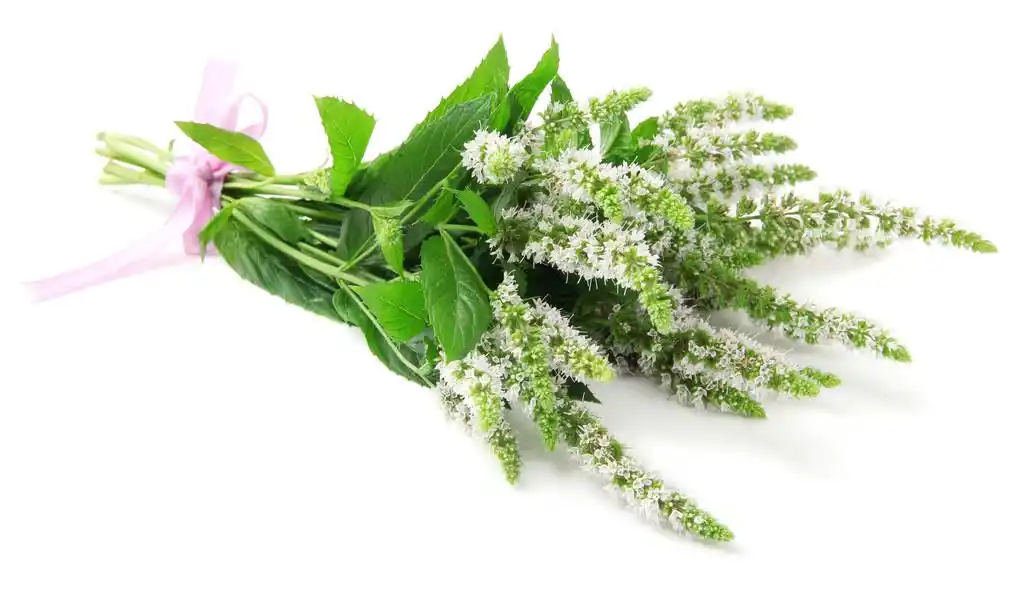 新鲜的薄荷花白色上孤立