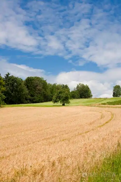 德国晴天麦田景色