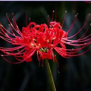 彼岸花.冻裂的伤口头像