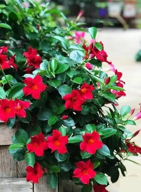 色彩斑斓的漂亮花卉花期超长的家里变成小花园