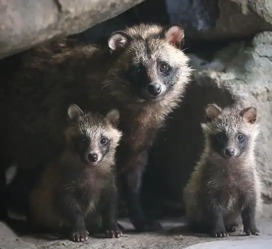 国家二级保护动物貉.受访者供图