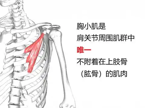 康复触诊新章节25胸小肌上
