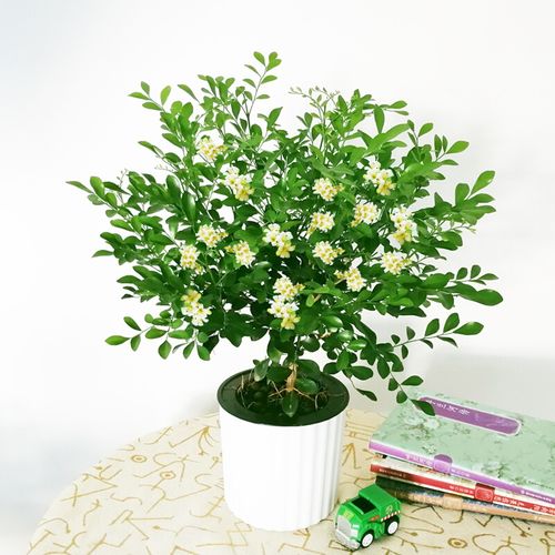 盆栽室内办公室花卉浓香四季七里香苗水培植物盆景老桩绿植 五年苗