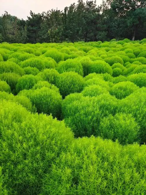 可爱的地肤草,绿色真的很治愈#治愈系风景 #绿意盎然 #景观 - 抖音