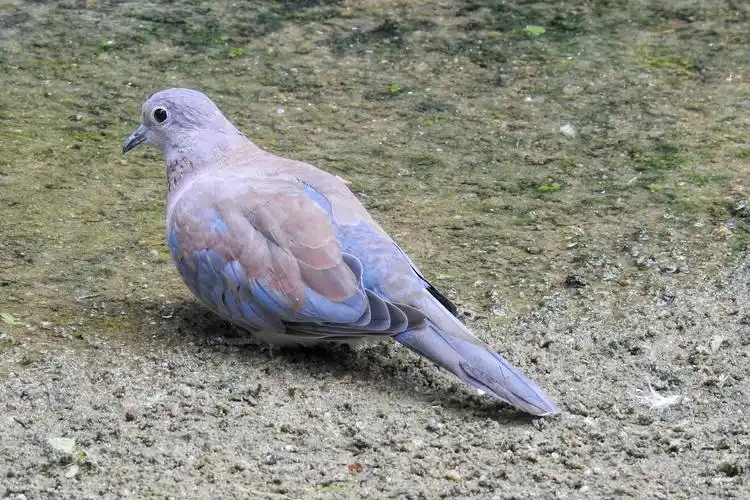 美丽的灰鸽子图片750x1334分辨率查看