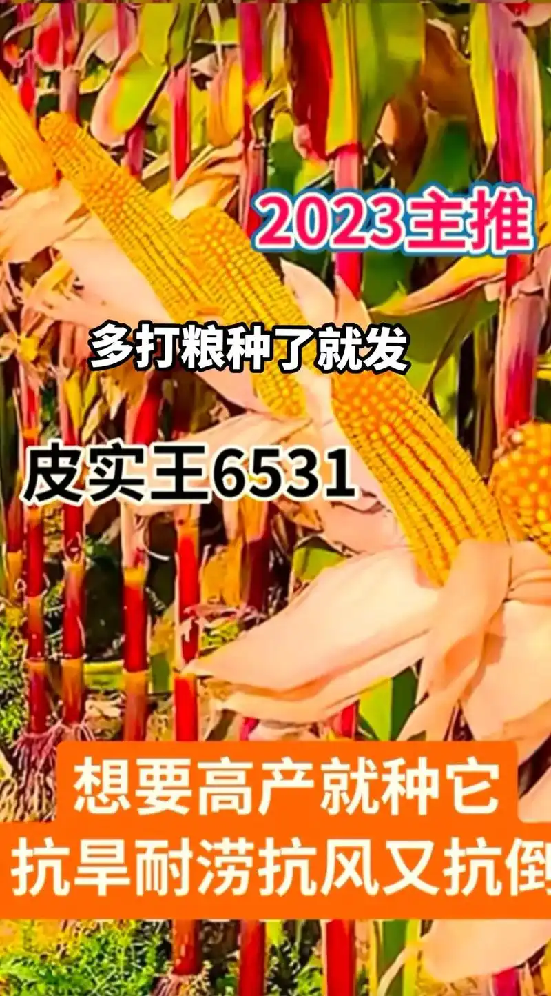 最新国审高产玉米种子 #紫根紫杆高产大棒 #抗倒先锋抗旱之 - 兑趑