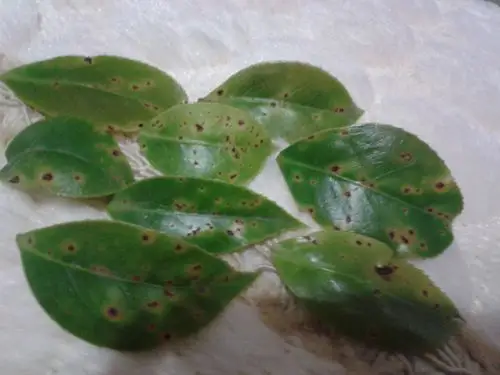 茶花新叶出现如图这样的黑斑是怎么了?斑点会把叶子蚀通洞,请指教