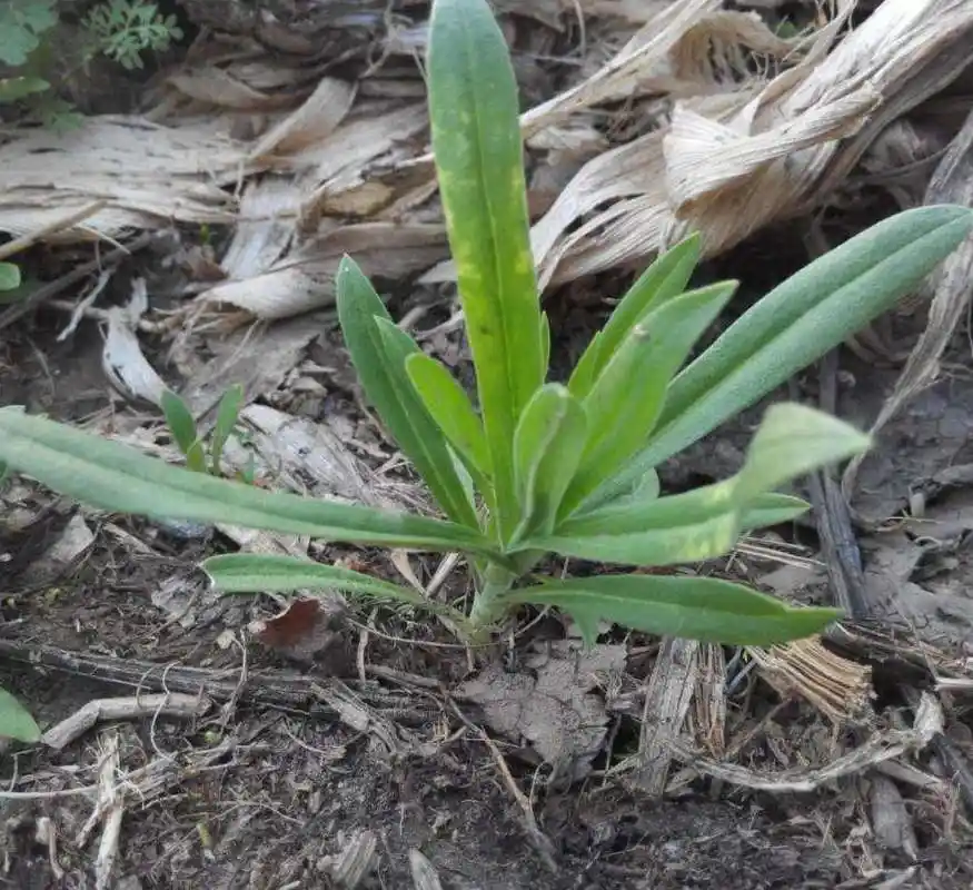 黄河流域一种"面条草",喜欢长在盐碱地,北方人爱吃,价值珍贵