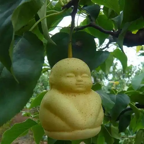 不再眉清目秀的水果你都吃过吗