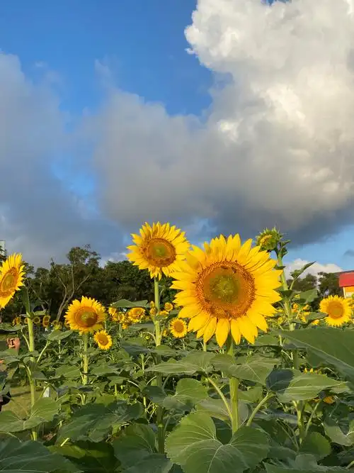 珠海色彩组照,旅游时看到公园的花,海边风景,白沙滩