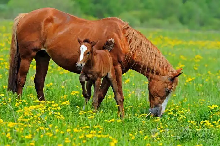 犊牛在牧场上的马