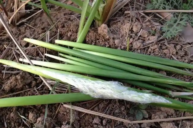 开春的时候就会去采摘,而且冬天经过火烧的茅草长出来的毛毛芽特别肥