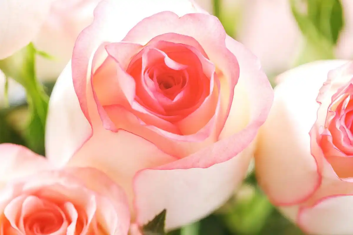 爱莎玫瑰怎么养