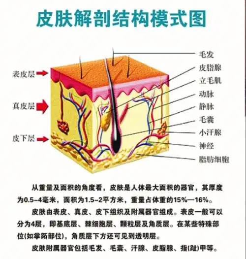 皮肤结构你了解多少