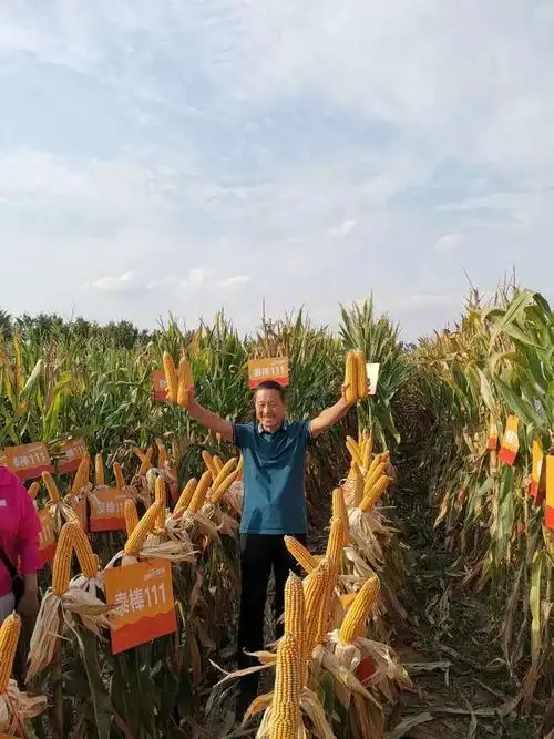 泰棒111特长穗玉米新品种白轴15954303846